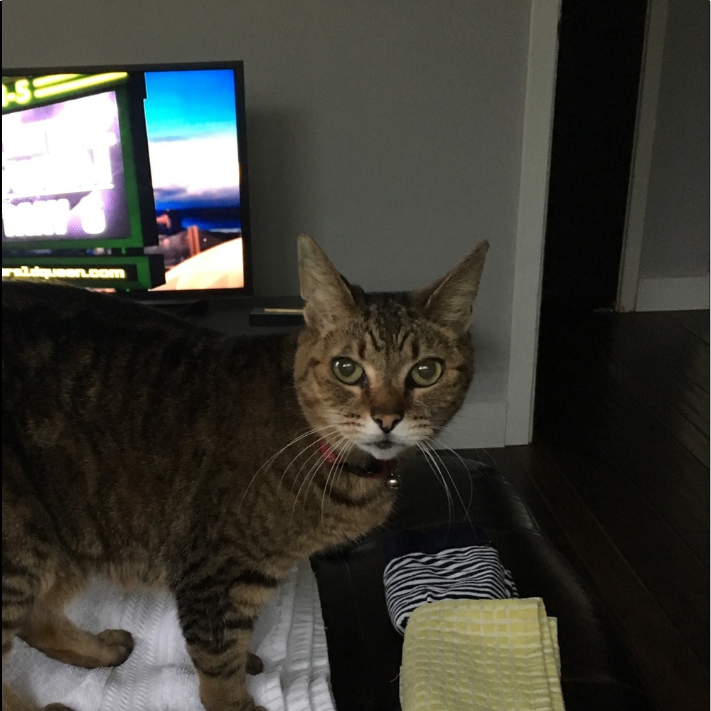 Meet your Posher, Angelina